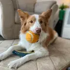 Barkcadia dog photo Dog photo