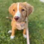 Barkcadia dog photo Dog photo