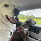Rover review photo Rover review dog photo