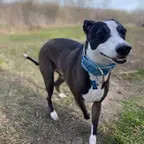 Barkcadia dog photo Dog photo