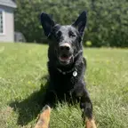 Barkcadia dog photo Dog photo
