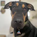 Barkcadia dog photo Dog photo