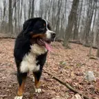 Barkcadia dog photo Dog photo